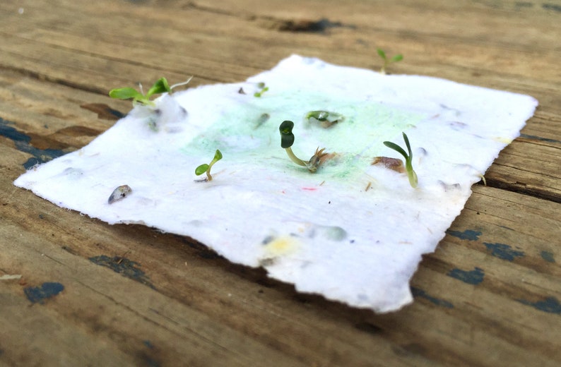 Sprouting Plantable Seed Paper.