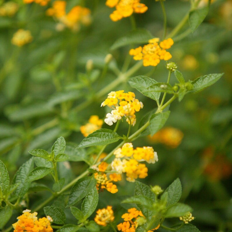 Home-Growth Lantana Camara Seeds - 20 Purple-Yellow Flower Seeds 2025 USA