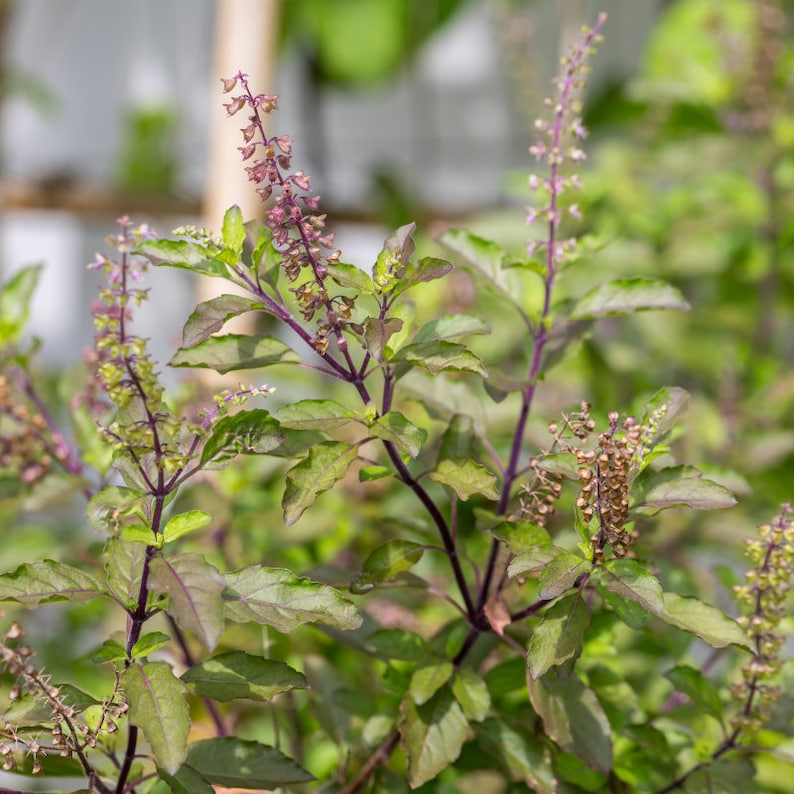 Tulis Rama Rama Rama Tulsi Seeds Organic Holy Basil for Herbal Gardens & Indoor Growing ...