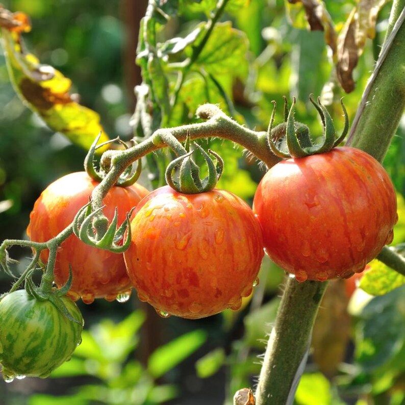 30+ NAPOLI TOMATO SEEDS - HEIRLOOM - ORGANIC - NON GMO