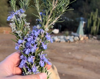 Fresh Organic ROSEMARY sprigs, Handpicked cuttings when you order, grown with love in California