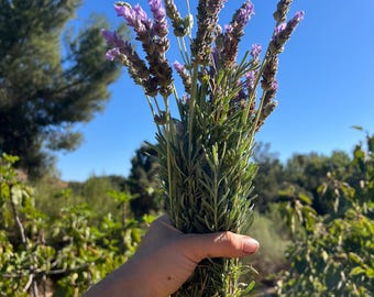 Ramo de lavanda francesa fresca y viva. Cortada al momento. Aroma increíble. Lavanda francesa fresca y natural. Desde California con amor.