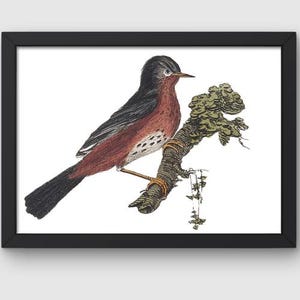 May include: A brown and black bird with a white chest perched on a branch with green leaves. The bird has a long tail and a short beak.