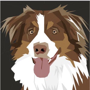 May include: A brown and white Australian Shepherd dog with a pink tongue sticking out. The dog has a white patch on its chest and a white stripe on its forehead. The dog's eyes are brown.