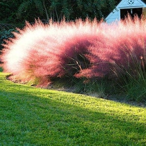 May include: A vibrant pink muhly grass plant in full bloom, with a cloud-like appearance. The feathery plumes are illuminated by sunlight, set against a backdrop of green grass and a small white shed. The scene evokes a sense of natural beauty.