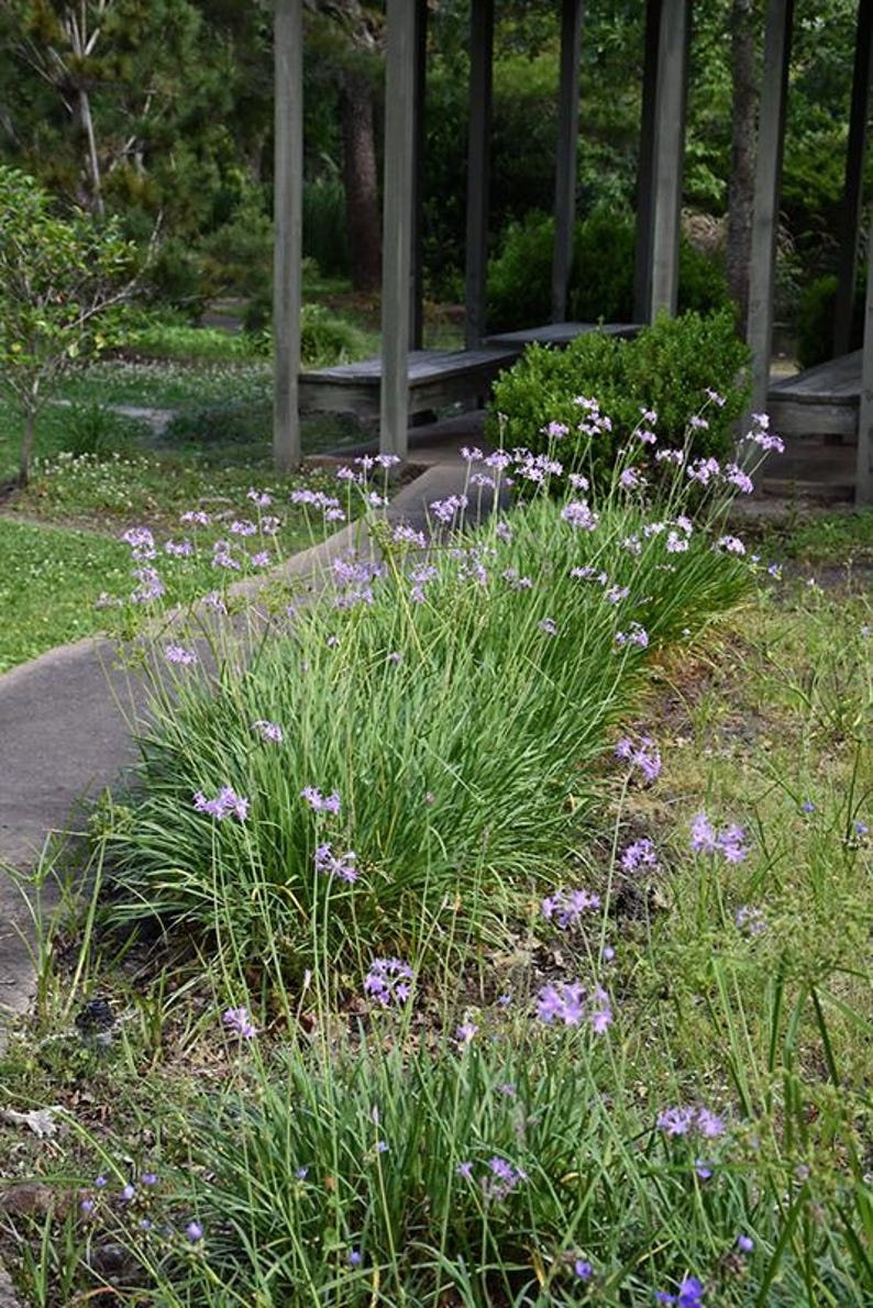EZGreensolutions Society Garlic Plants - Thumbnail 3