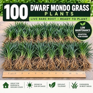 May include: A collection of 100 dwarf mondo grass plants with exposed roots, arranged in rows above a 12-inch wooden ruler. The text reads 100 DWARF MONDO GRASS PLANTS, LIVE BARE ROOT, READY TO PLANT, LOW MAINTENANCE, and BEAUTIFUL YEAR ROUND.