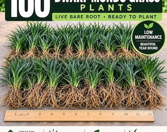 May include: A collection of 100 dwarf mondo grass plants with exposed roots, arranged in rows above a 12-inch wooden ruler. The text reads 100 DWARF MONDO GRASS PLANTS, LIVE BARE ROOT, READY TO PLANT, LOW MAINTENANCE, and BEAUTIFUL YEAR ROUND.
