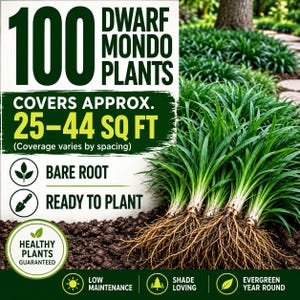 May include: A set of 100 bare root dwarf mondo plants with green grass-like foliage and visible roots. Text states 100 DWARF MONDO PLANTS, COVERS APPROX. 25-44 SQ FT, BARE ROOT, READY TO PLANT, HEALTHY PLANTS GUARANTEED, LOW MAINTENANCE, SHADE LOVING, EVERGREEN.