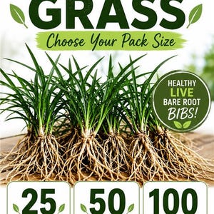 Mondo Grass Plants (25, 50, 100) | Monkey Grass Ground Cover | Live Bare Root Border Grass | Sun or Shade Landscape