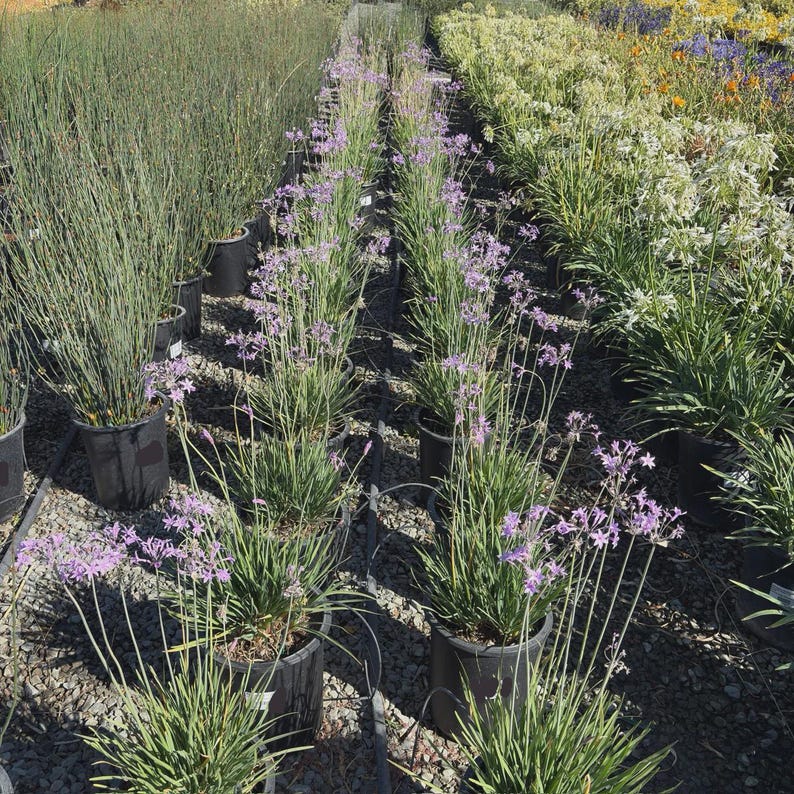 EZGreensolutions Society Garlic Plants