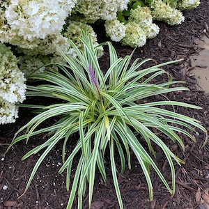 May include: A close-up of a plant with long, green and white striped leaves. A single purple flower spike rises from the center. White hydrangea flowers are in the background, with dark brown mulch.