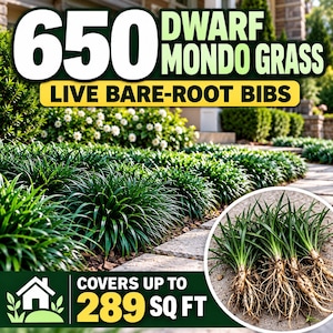 May include: 650 dwarf mondo grass live bare-root bibs. The image displays dark green, clumping grass plants in a garden setting and a circular inset showing several individual bare-root plants with exposed white roots and green blades.