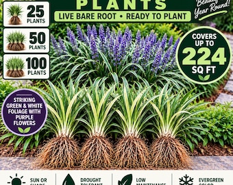 Variegated Liriope Plants – Bare Root Monkey Grass Ground Cover (25, 50, 100)