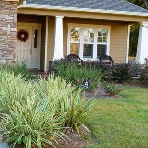 Flax lily variegated (Dianella) 10 plants - (Plugs)