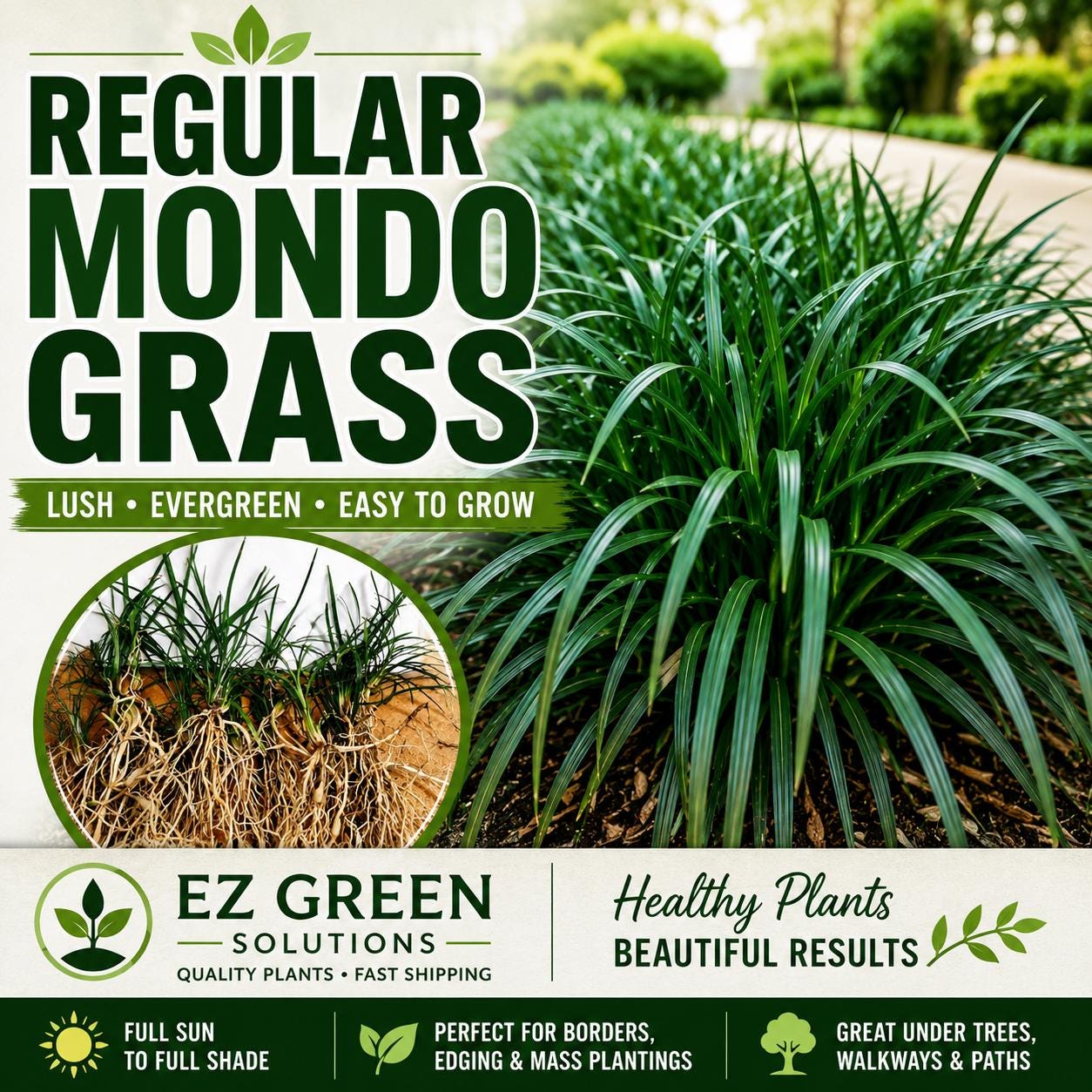 Mondo Grass Plants (25, 50, 100) | Monkey Grass Ground Cover