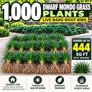 May include: 1,000 live bare-root dwarf mondo grass plants with green blades and visible roots. Text states: 1,000 DWARF MONDO GRASS PLANTS LIVE BARE-ROOT BIBS, COVERS UP TO 444 SQ FT (AT 8" SPACING), THRIVES IN SUN OR SHADE, DROUGHT TOLERANT, EVERGREEN.