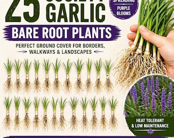 25 Society Garlic Bare Root Plants – Fast Spreading Purple Blooms, Drought Tolerant Ground Cover