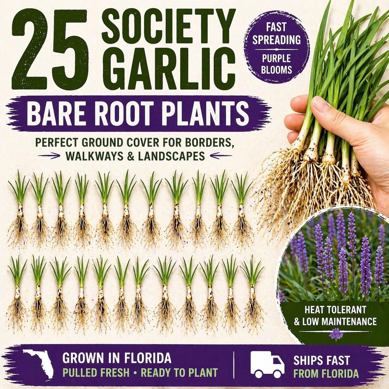 25 Society Garlic Bare Root Plants – Fast Spreading Purple Blooms