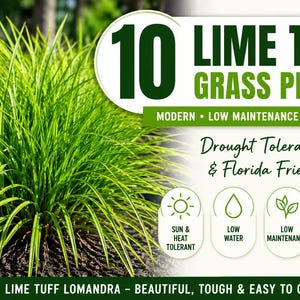 May include: Image of 10 Lime Tuff grass plants. The plants are a vibrant green with long, slender blades. Text on the image indicates they are modern, low maintenance, and drought tolerant. The image also states they are Florida friendly.