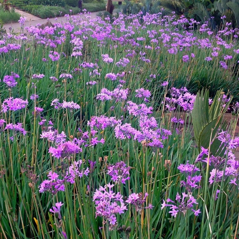 EZGreensolutions Society Garlic Plants - Thumbnail 4