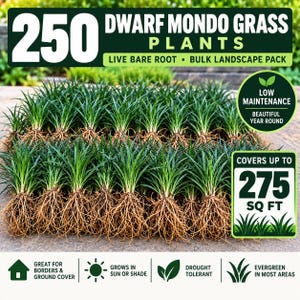 May include: A bulk landscape pack of 250 live bare root dwarf mondo grass plants. The text reads 250 DWARF MONDO GRASS PLANTS, LIVE BARE ROOT, BULK LANDSCAPE PACK, LOW MAINTENANCE, COVERS UP TO 275 SQ FT, and other descriptive icons.