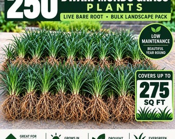 250 Dwarf Mondo Grass Plants | Bulk Bare Root Ground Cover