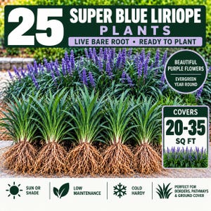 May include: Twenty-five Super Blue Liriope plants with exposed brown roots and green grass-like foliage. Text includes 25 SUPER BLUE LIRIOPE PLANTS, LIVE BARE ROOT, READY TO PLANT, BEAUTIFUL PURPLE FLOWERS, COVERS 20-35 SQ FT, SUN OR SHADE, LOW MAINTENANCE, COLD HARDY.