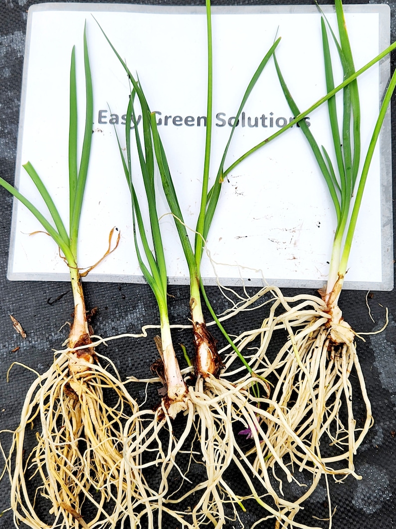 EZGreensolutions Society Garlic Plants - Thumbnail 5