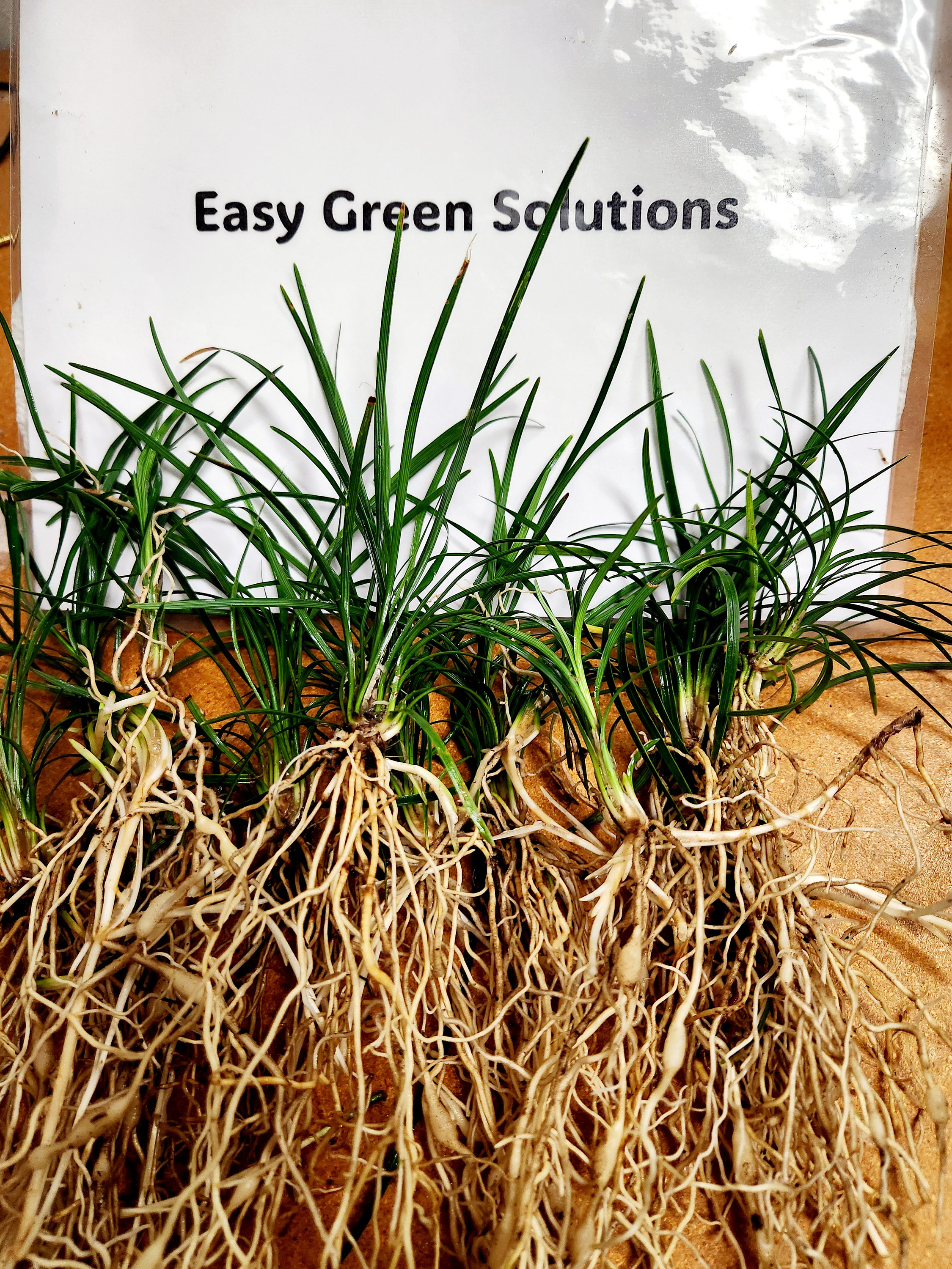 Mondo Grass Plants 100 Bibs | Monkey Grass Ground Cover | Fast