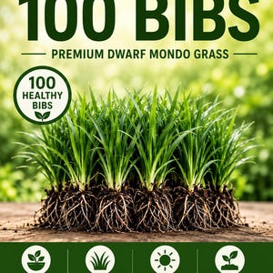May include: Dwarf Mondo grass plants with exposed roots and green blades. The text reads DWARF MONDO 100 BIBS PREMIUM DWARF MONDO GRASS 100 HEALTHY BIBS EASY TO PLANT LOW MAINTENANCE GROWS IN SUN OR SHADE PERFECT FOR BORDERS & GROUND COVER SHIPS FRESH FROM FLORIDA.
