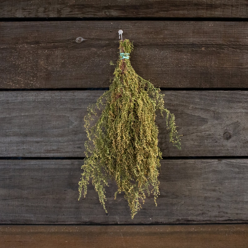 May include: A bunch of dried green herbs suspended against a weathered wooden backdrop. The herbs are bound with twine and a green band. The image is a medium shot, highlighting the texture and colour of the herbs.
