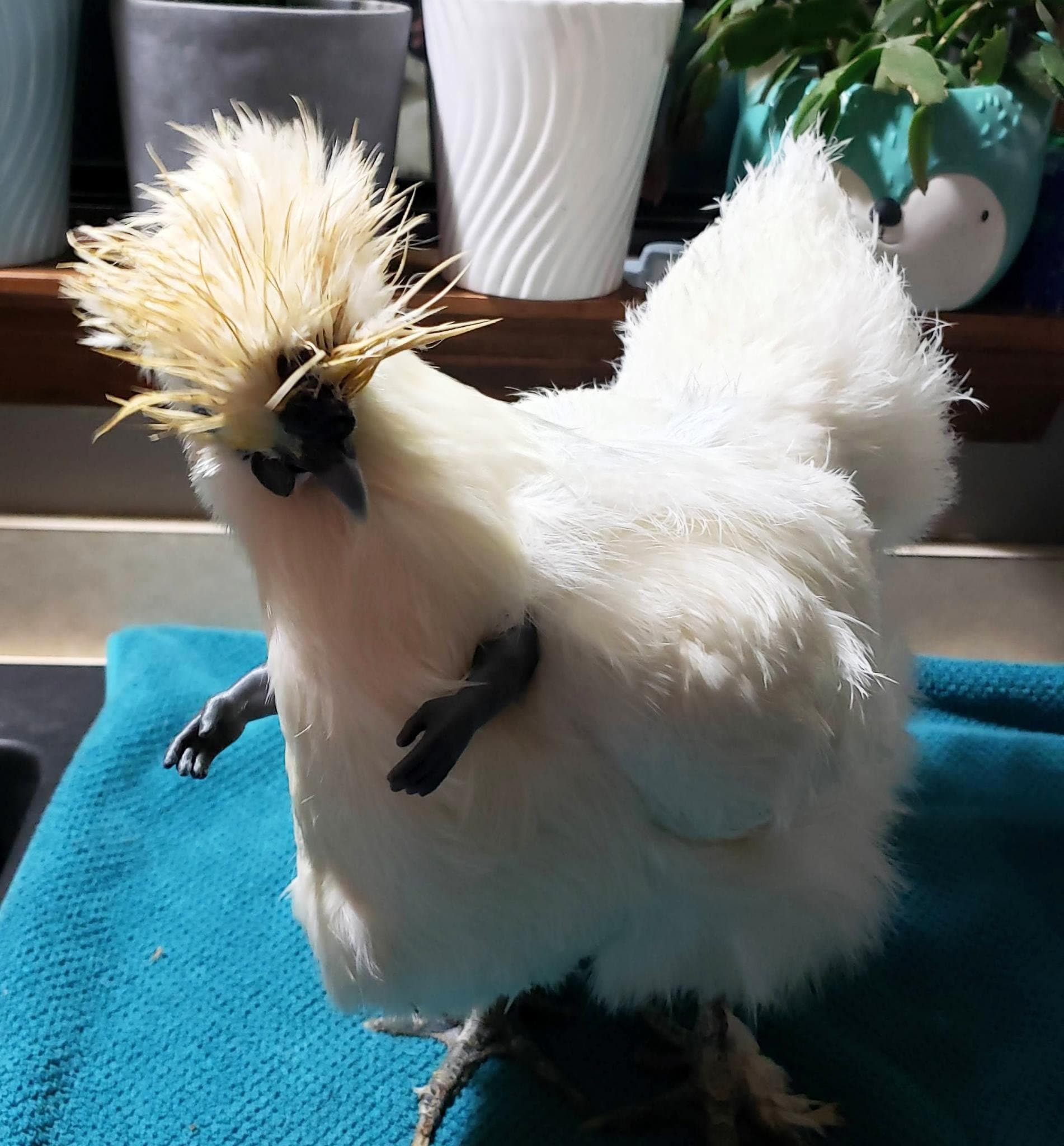 3D Printed Baby and Adult Human Arms/Hands for Chickens and Roosters