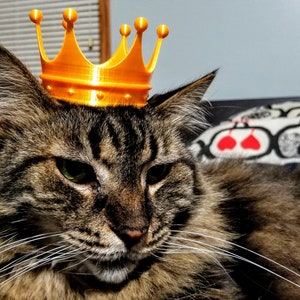 Può includere: Un gatto tabby marrone che indossa una corona di plastica dorata. Il gatto ha un'espressione seria e guarda direttamente la fotocamera.
