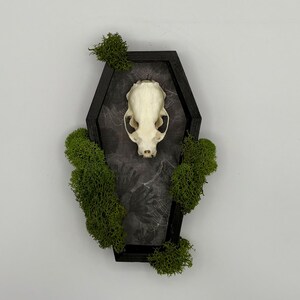 Peut inclure: Décoration murale en forme de cercueil. Le cadre en bois noir contient un crâne et est orné de mousse verte. Le fond présente un motif sombre. Une pièce unique pour la décoration gothique ou d'Halloween.