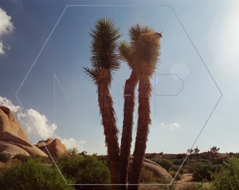 HexagonPrintShop - YUCCA - Photographie de l'arbre de Josué - IMPRESSION UNIQUEMENT