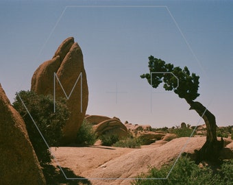 HexagonPrintShop - Penguin Rock en Juniper Tree - Joshua Tree Fotografie - ALLEEN AFDRUKKEN