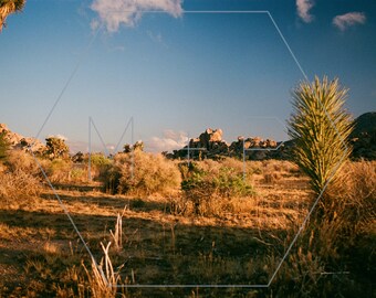 HexagonPrintShop - Bienvenue - Photographie de l'arbre de Josué - IMPRESSION UNIQUEMENT