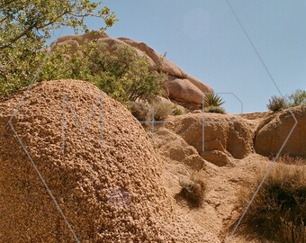 HexagonPrintShop - Slapende Reus - Joshua Tree Fotografie - ALLEEN AFDRUKKEN