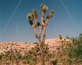 HexagonPrintShop - Desert Moondial - Joshua Tree Photography - ALLEEN AFDRUKKEN