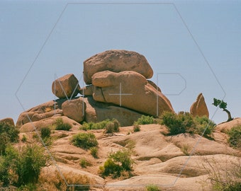 HexagonPrintShop - Pet Rock - Photographie d'arbre de Josué - IMPRESSION UNIQUEMENT