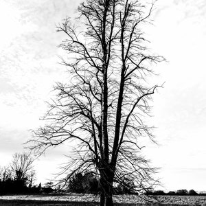 The lone Tree