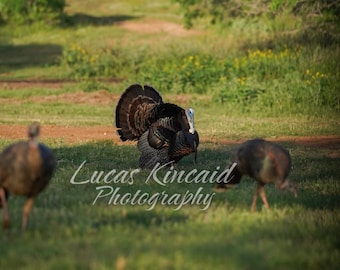 Turkey Photo "Love is in the Air" | Wildlife Photo | Digital Download| High Quality