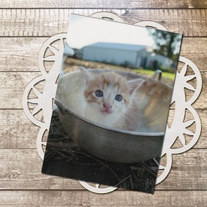 Bol chaton carte postale de photographie d'art, minou, doux, ferme, champêtre, grands yeux bleus, faire-part de baby shower, anniversaire, amusant -4,125 x 5,75 po