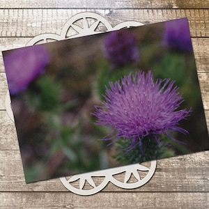 Carte postale de photographie d'art chardon-Marie, chardon-Marie béni, chardon marial, chardon Sainte-Marie, fleur, mauvaise herbe, jolie - 5,75 x 4,25 po