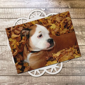 May include: A photograph of a brown and white puppy lying in a bed of autumn leaves. The puppy has a black collar and is set on a white, decorative, laser-cut paper doily. The background is a wooden surface.