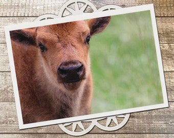 Baby Bison Fine Art Photography Postcard, Pup, Buffalo, Cinnamon, Young, Calf, Nature, Relax, Spring, Calm, Postcrossing - 4.125" x 5.75"