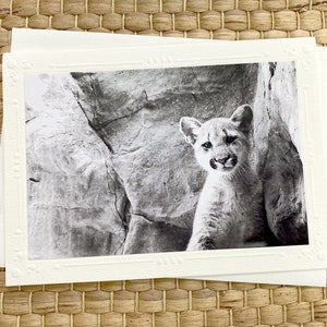 Carte de photographie d'art jeune lion des montagnes, puma, puma, louveteau, chaton, zoo, extérieur, nature, noir et blanc, cadre en relief - 7 x 5 po