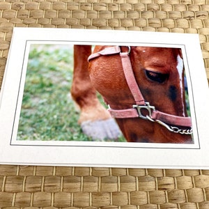 Manger des chevaux pailletés, carte de correspondance de photographie d'art en gros plan, licou, éclat, équitation, sabot, museau, ferme, campagne, ranch, balade - 7 x 5 po