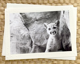 Young Mountain Lion Fine Art Photography Card, Cougar, Puma, Cub, Kitten, Wild, Outdoors, Nature, Black and White, Cute, Embossed - 7" x 5"